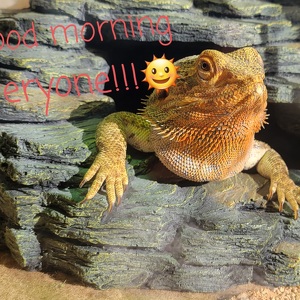 Team Page: Bearded Dragon 